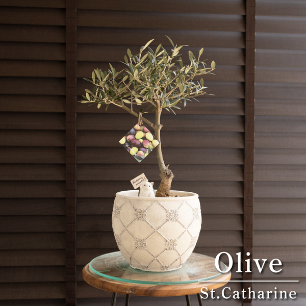 創樹 オリーブ Olive セントキャサリン 6号 陶器鉢 盆栽 SOUJU St.Catharine オリーブの木 0412WH