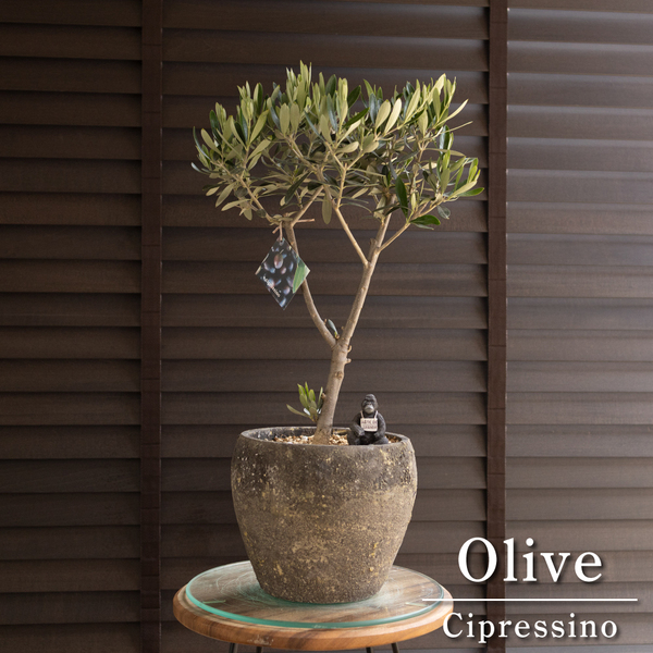 創樹 Olive オリーブの木 7号 セメント鉢 SOUJU Cipressino シプレッシーノ オリーブ 盆栽 0412BR