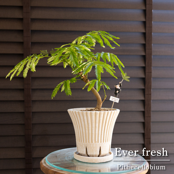 エバーフレッシュ 曲げ仕立て 5号陶器鉢 スリット鉢 Ever fresh Pithecellobium 観葉植物