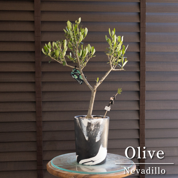 創樹 Olive オリーブの木 盆栽 SOUJU Nevadillo blanco ネバディロブランコ オリーブ マーブル樹脂ポット 0426BW