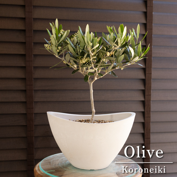 【花芽付き】Olive オリーブの木 Koroneiki 樹脂鉢 コロネイキ オリーブ 0429WH