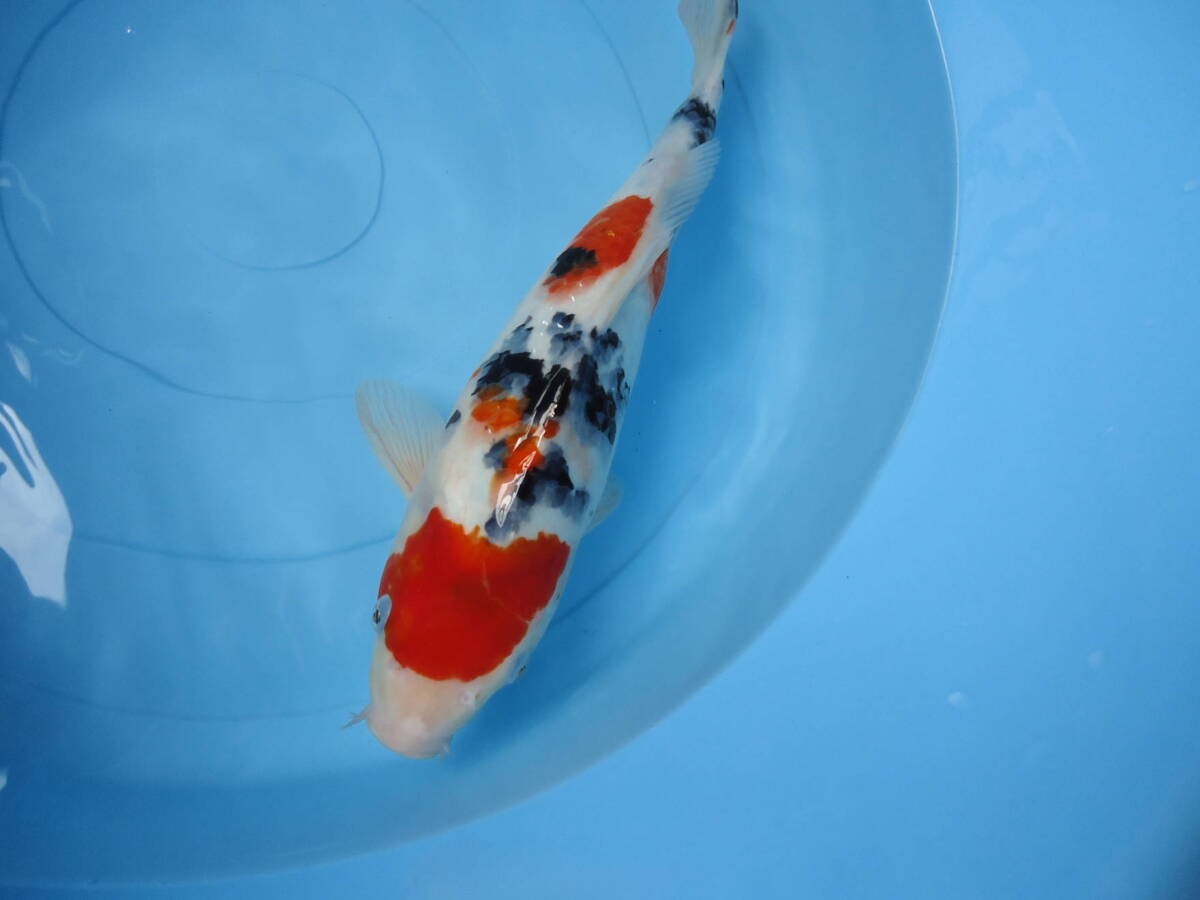 Yahoo!オークション -「大正三色」(錦鯉) (魚類、水生生物)の Yahoo!オークション -「大正三色」(錦鯉) (魚類、水生生物)の