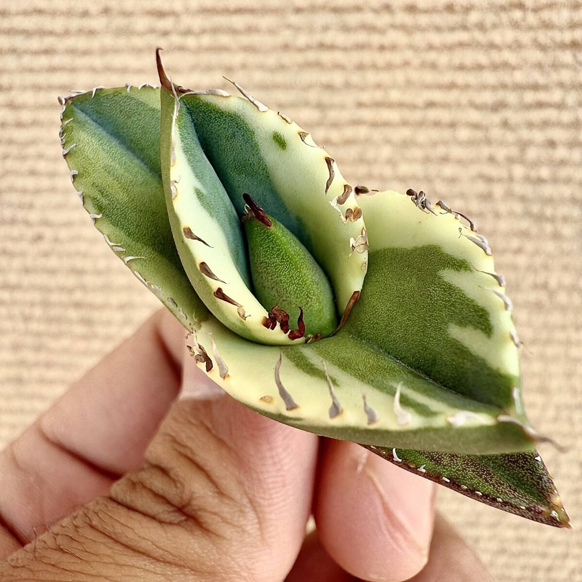 Yahoo!オークション -「ジャガーノート 錦」(観葉植物) の落札 Yahoo!オークション -「ジャガーノート 錦」(観葉植物) の落札