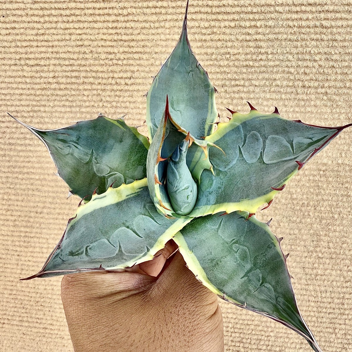 Yahoo!オークション -「seastar」(アガベ) (観葉植物)の落札相場 Yahoo!オークション -「seastar」(アガベ) (観葉植物)の落札相場