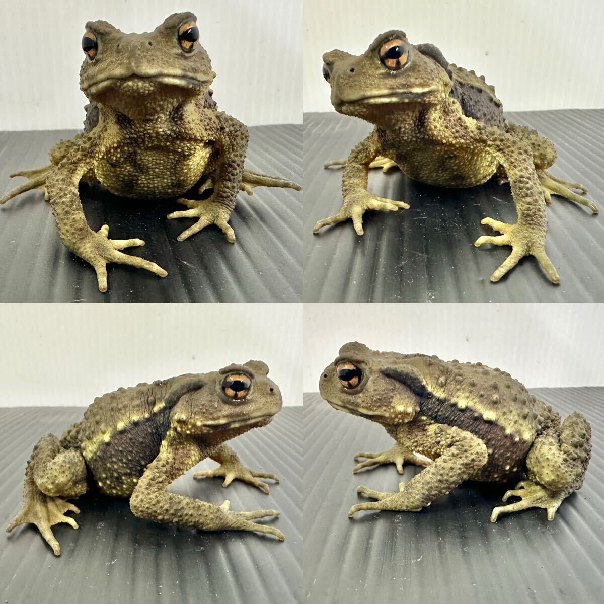 Yahoo!オークション -「ナガレヒキガエル」(ペット、生き物) の