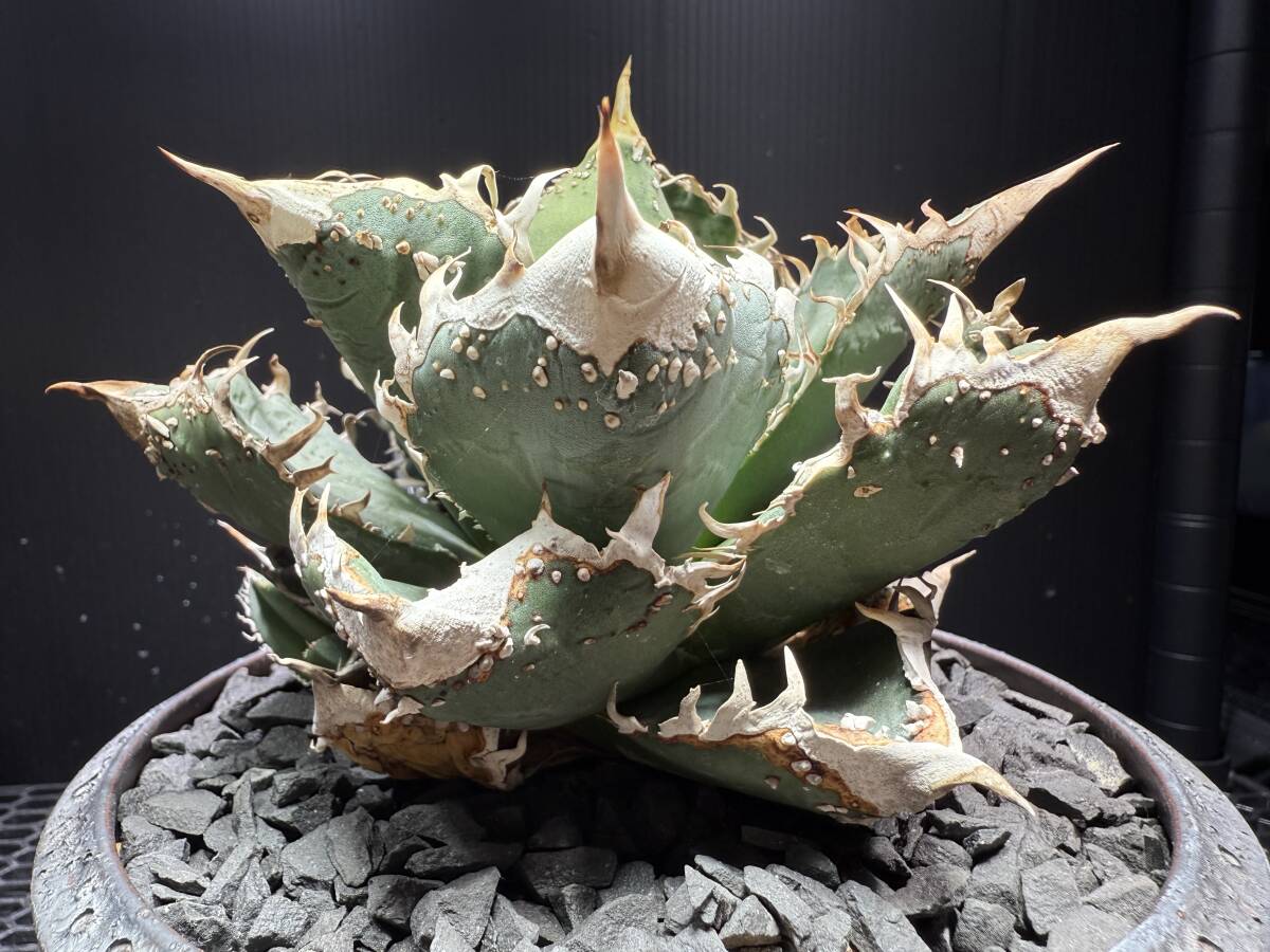 2025年最新】Yahoo!オークション - アガベ(観葉植物 花、園芸)の 2025年最新】Yahoo!オークション - アガベ(観葉植物 花、園芸)の