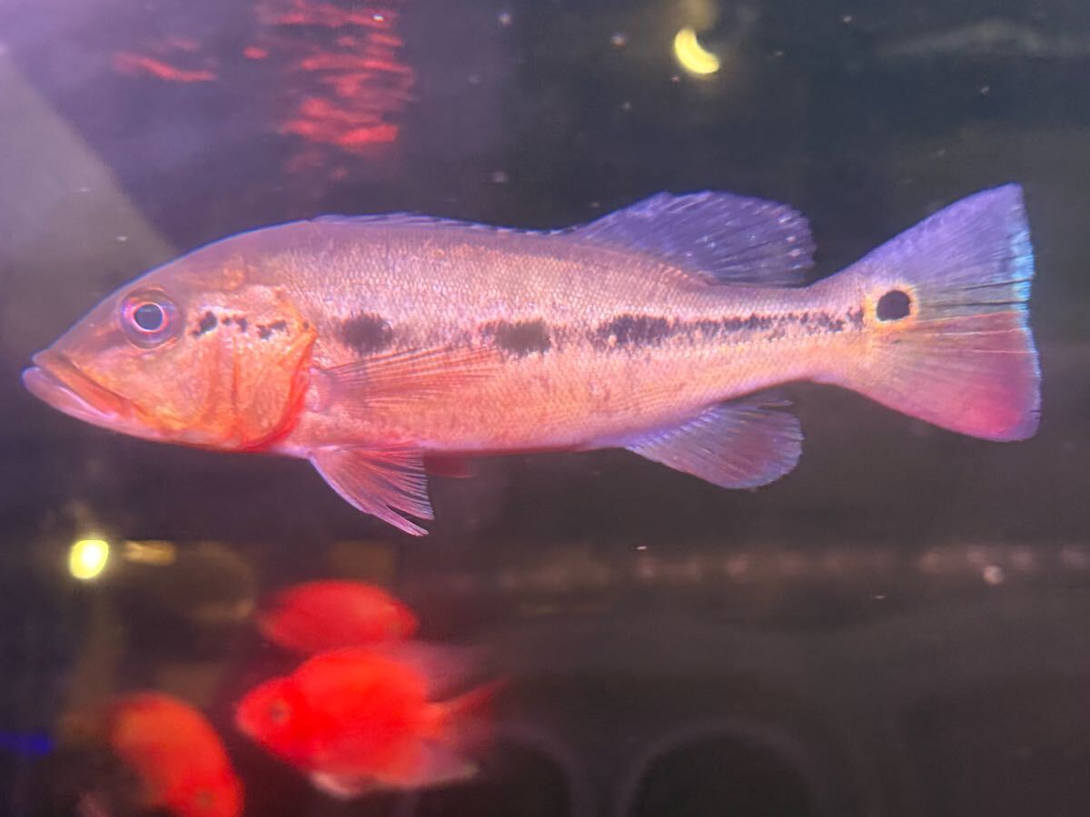 2025年最新】Yahoo!オークション -キクラ(熱帯魚)の中古品・新品