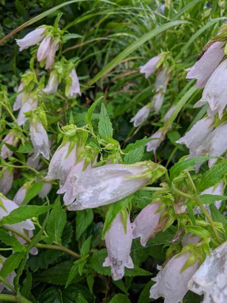 ホタルブクロ 10芽 山野草 切り花にも