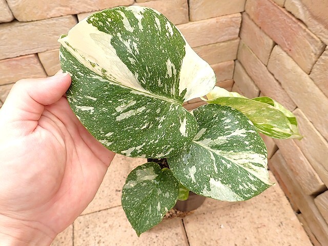 2025年最新】Yahoo!オークション -モンステラ(観葉植物)の中古品