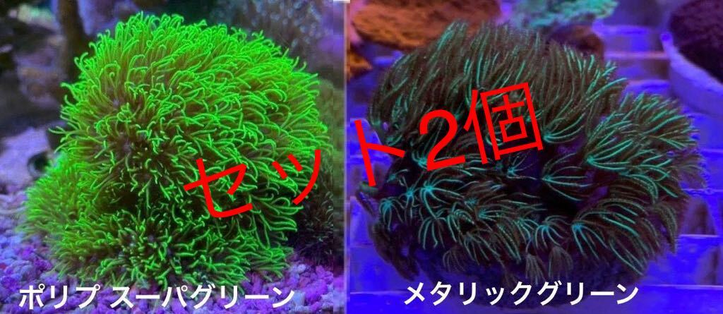 スターポリプの中古が安い！激安で譲ります・無料であげます