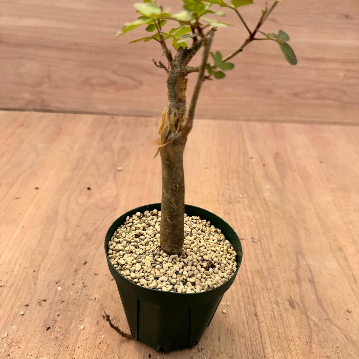 Yahoo!オークション -「ブルセラ」(サボテン) (観葉植物)の落札 Yahoo!オークション -「ブルセラ」(サボテン) (観葉植物)の落札