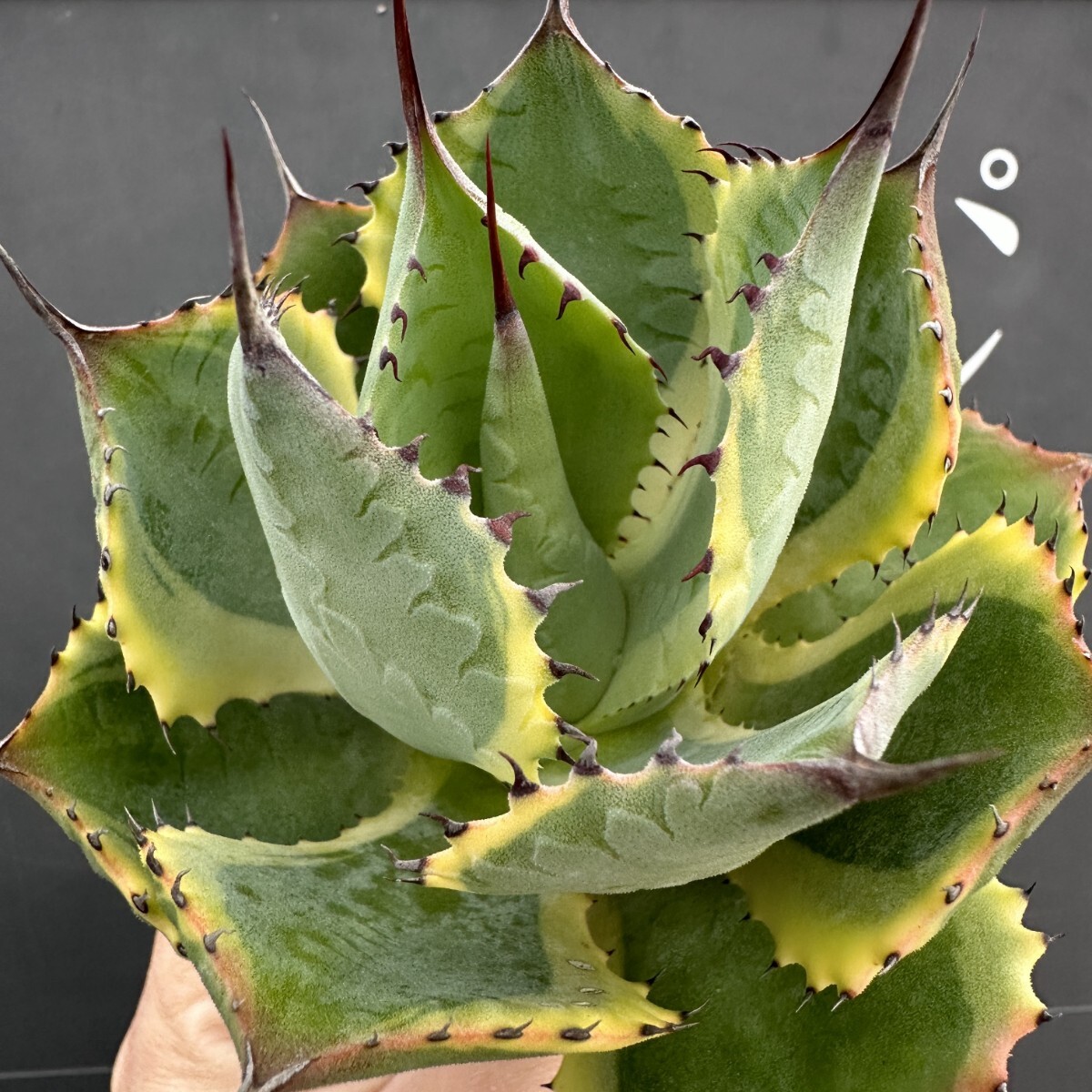 Yahoo!オークション -「dragon ドラゴン」(アガベ) (観葉植物)の Yahoo!オークション -「dragon ドラゴン」(アガベ) (観葉植物)の