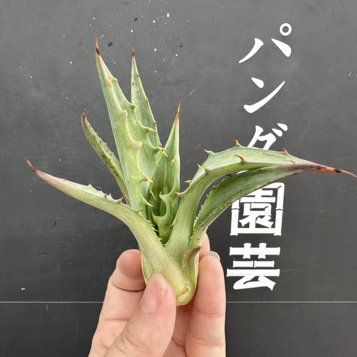 Yahoo!オークション -「devil」(観葉植物) の落札相場・落札価格 Yahoo!オークション -「devil」(観葉植物) の落札相場・落札価格