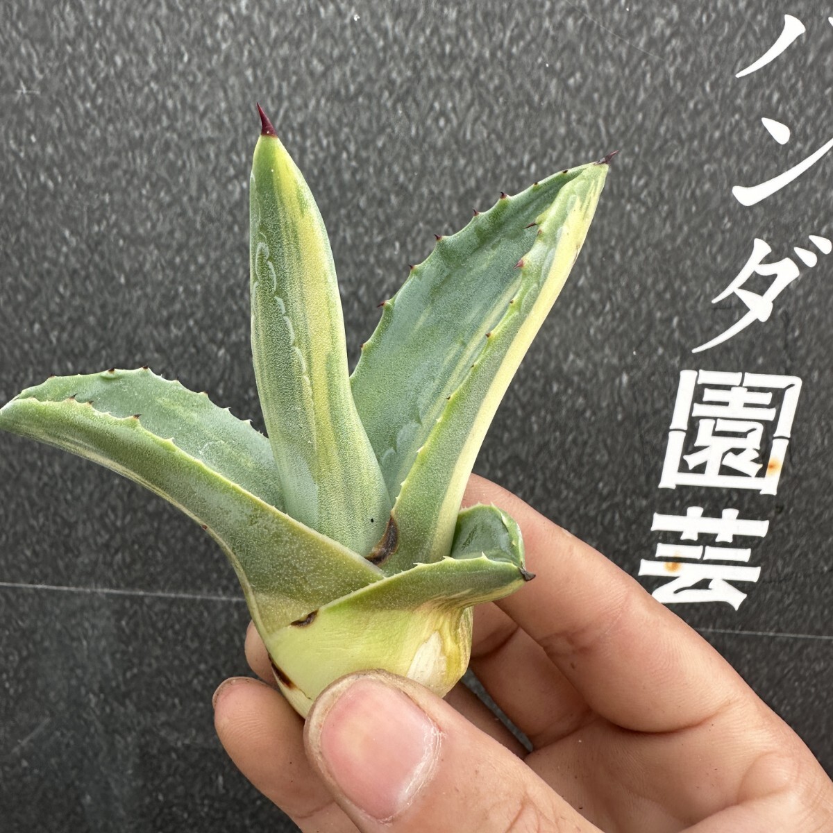 Yahoo!オークション -「アガベ アメリカーナ 縞斑」(観葉植物 Yahoo!オークション -「アガベ アメリカーナ 縞斑」(観葉植物