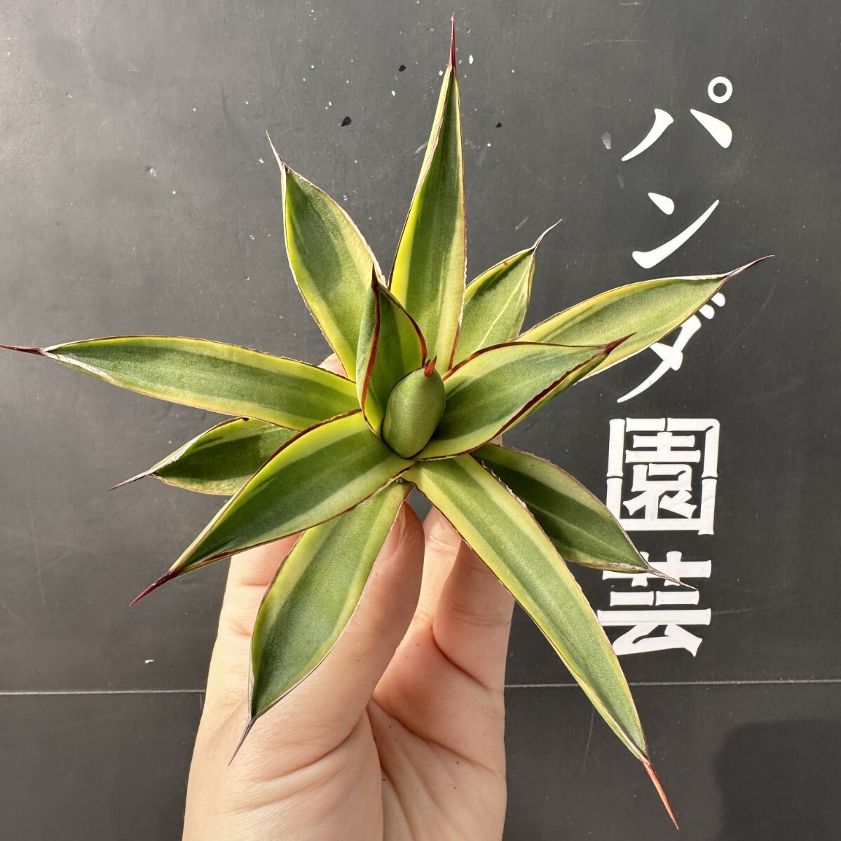 Yahoo!オークション -「バーガンディー」(アガベ) (観葉植物)の Yahoo!オークション -「バーガンディー」(アガベ) (観葉植物)の