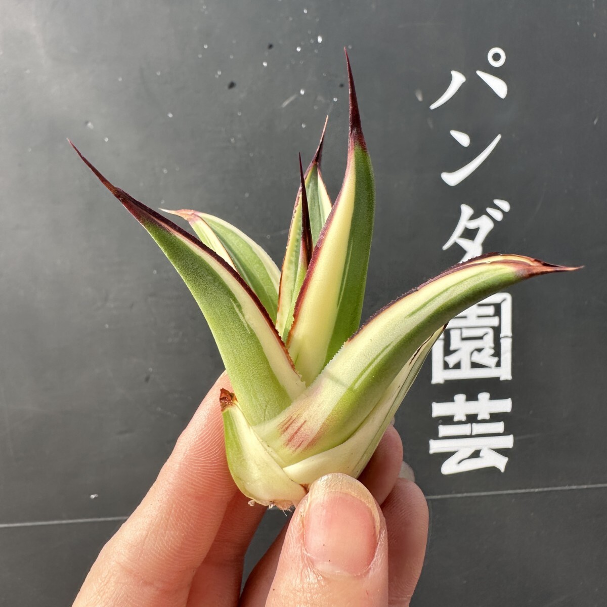 2025年最新】アガベ 錦 - 魅力的な模様を持つ観葉植物が揃ってい