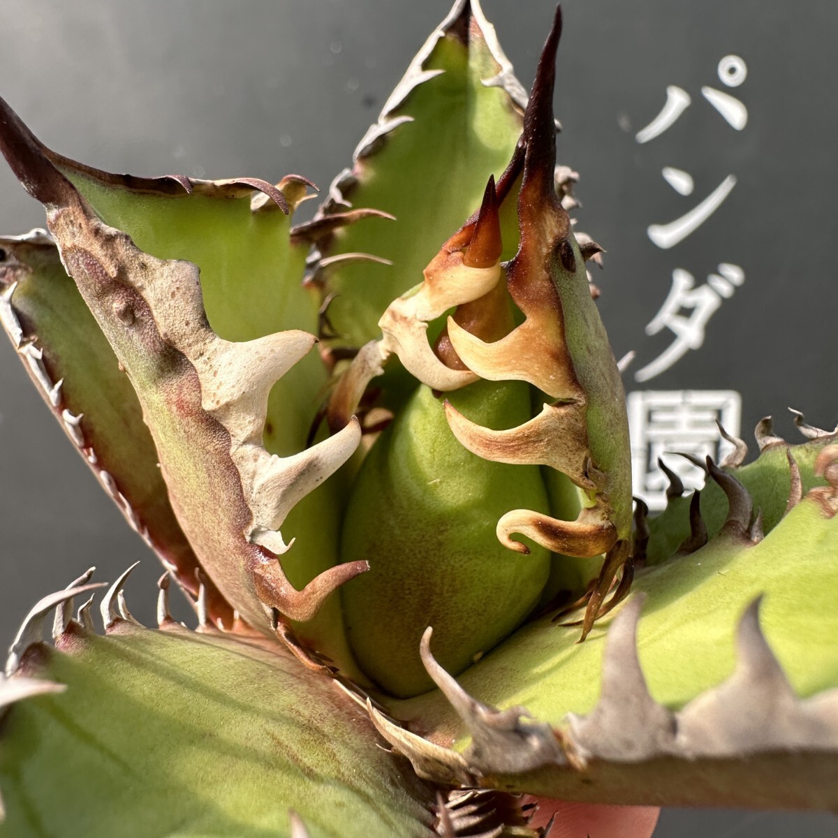 Yahoo!オークション -「アガベ レッドキャットウィーズル Yahoo!オークション -「アガベ レッドキャットウィーズル