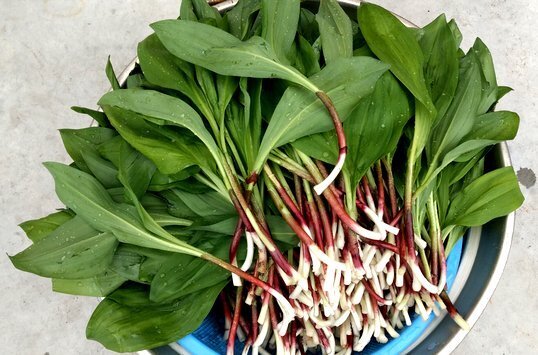 【250g1500円送料込】春の味覚 北海道十勝産天然もの行者ニンニク アイヌネギ 行者にんにくギョウジャニンニク m