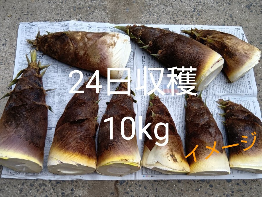 おいしい茨城産の本日堀りたけのこ 筍 タケノコ 10Kg 無農薬 おいしい茨城産の本日堀りたけのこ 筍 タケノコ 10Kg 無農薬