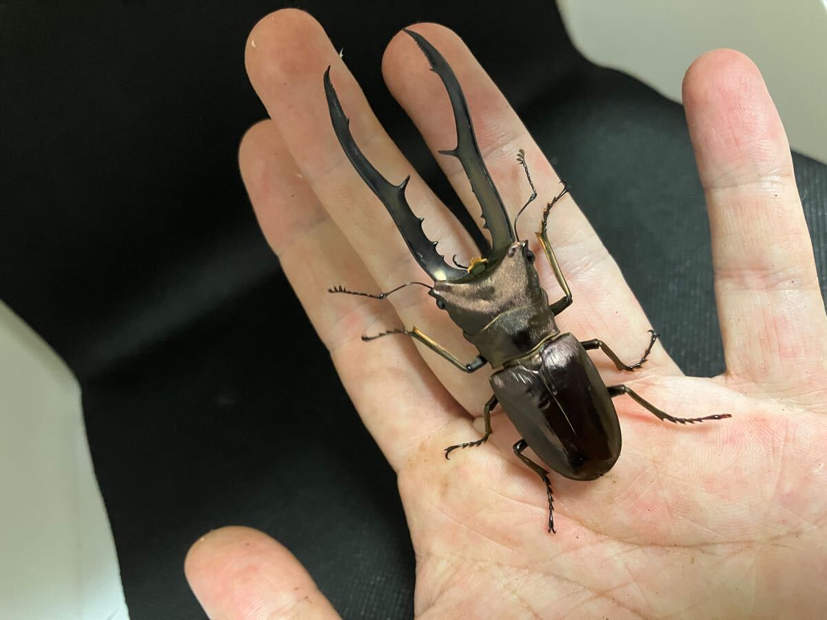 Yahoo!オークション -「メタリフェルホソアカクワガタ 青」の Yahoo!オークション -「メタリフェルホソアカクワガタ 青」の