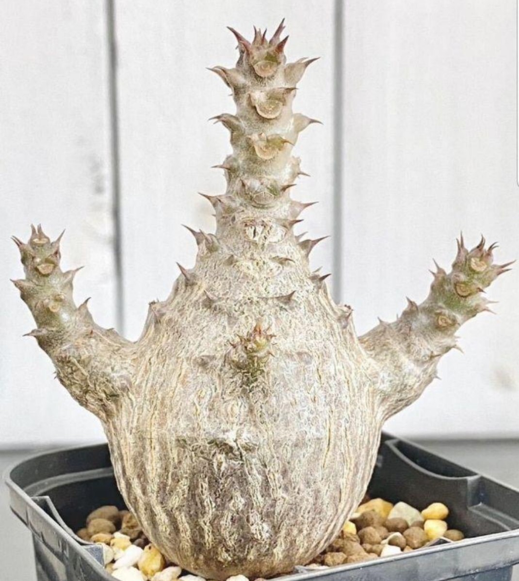 実生株　パキポディウム ウィンゾリー⑥ パキポディウム・ウィンゾリー実生 3株入荷しました！ 形も綺麗