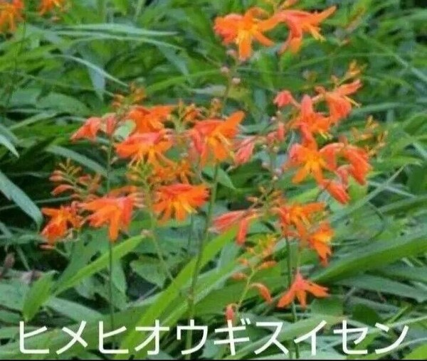 ヒメヒオウギスイセン ヒメヒオウギスイセン球根 30個 農家直送