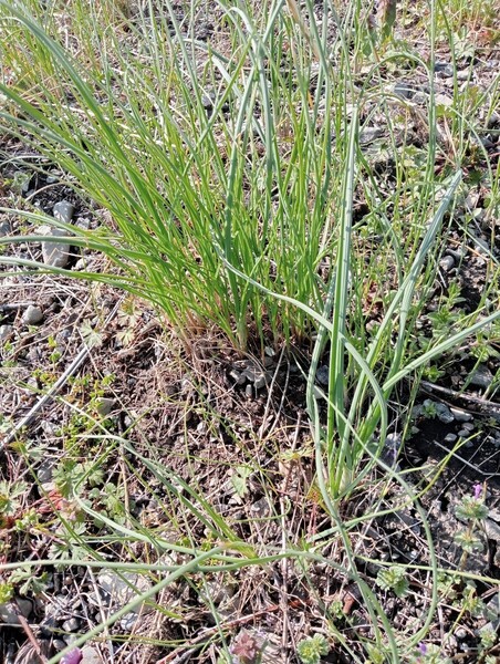 ノビルのびる 野蒜 山菜 1000g