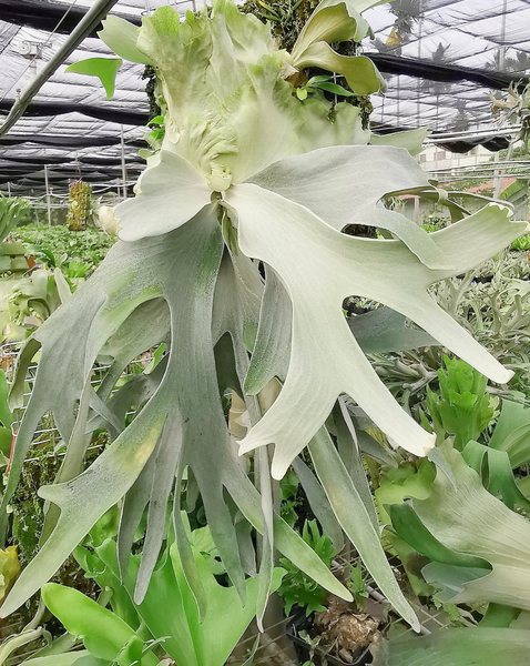 P.Saikeaw TC(P.andinum x P.willinckii)② @ビカ森wife 送料無料(出品者負担) サイコー ビカクシダ