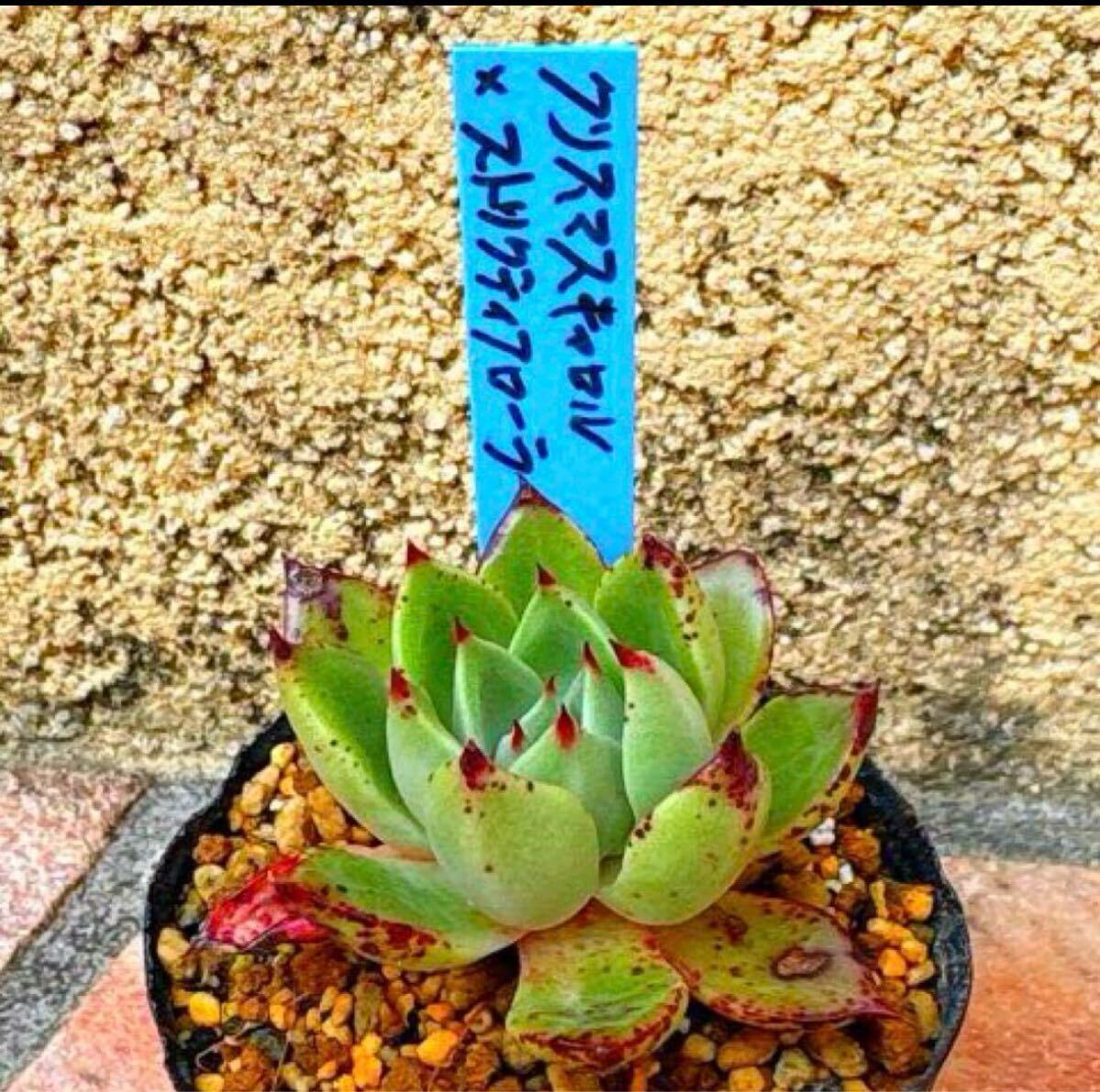 2025年最新】Yahoo!オークション -多肉植物おらいさん苗の中古品 2025年最新】Yahoo!オークション -多肉植物おらいさん苗の中古品