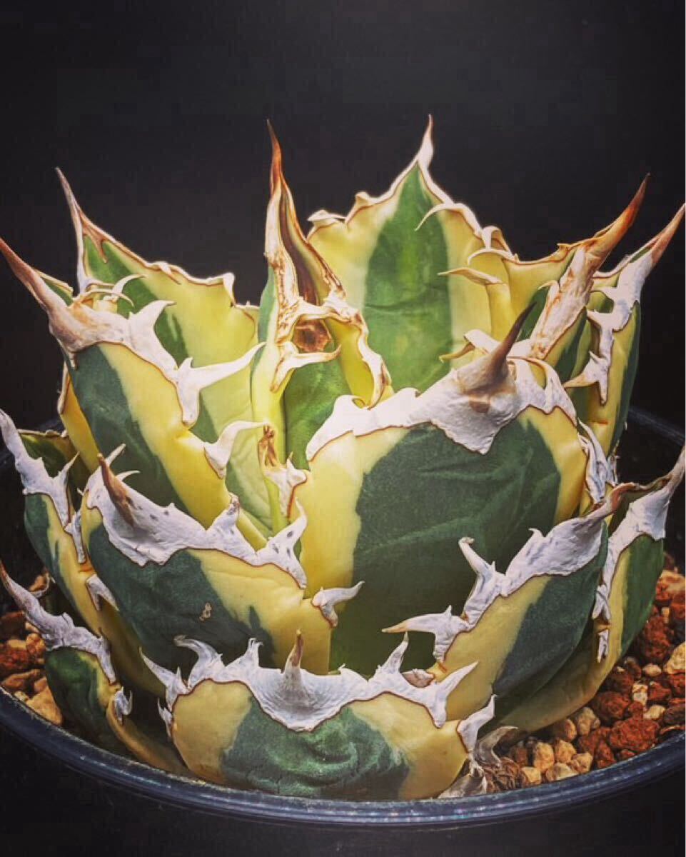 Yahoo!オークション -「スナグルトゥース」(アガベ) (観葉植物 Yahoo!オークション -「スナグルトゥース」(アガベ) (観葉植物
