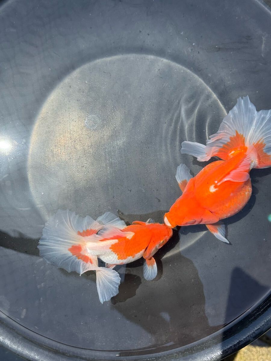 2025年最新】土佐錦金魚の商品一覧 - Yahoo!オークション