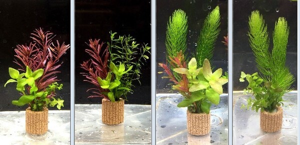 ☆置くだけ簡単レイアウト! 水草3種植え 4個セット 吸着系多孔質ろ材ライフマルチ付き ①