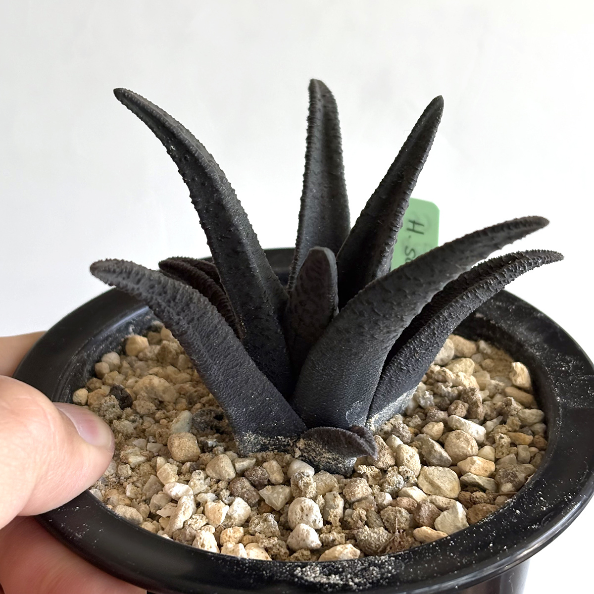 Yahoo!オークション -「haworthia sordida」(花、園芸) の落札 Yahoo!オークション -「haworthia sordida」(花、園芸) の落札