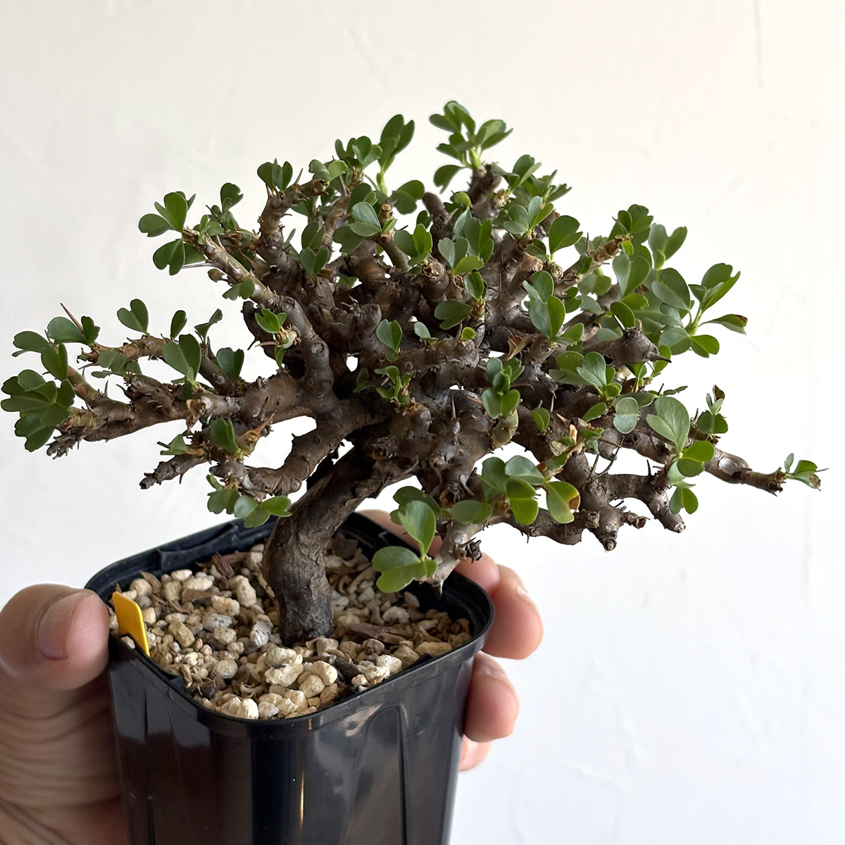 Yahoo!オークション -「龍骨」(観葉植物) の落札相場・落札価格 Yahoo!オークション -「龍骨」(観葉植物) の落札相場・落札価格