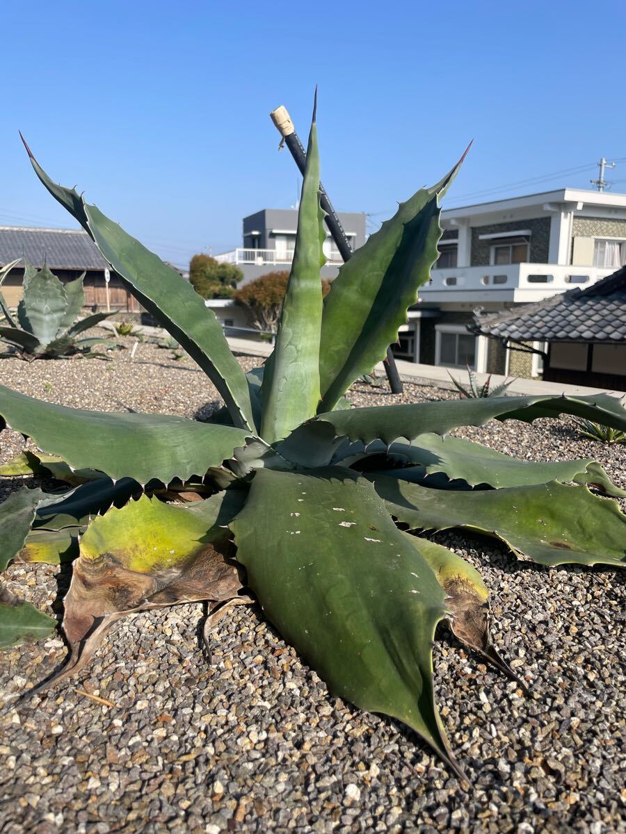 Yahoo!オークション -「クレイジーホース」(アガベ) (観葉植物 Yahoo!オークション -「クレイジーホース」(アガベ) (観葉植物