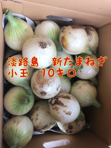 淡路島 新玉ねぎ【10キロ】小玉 玉ねぎ