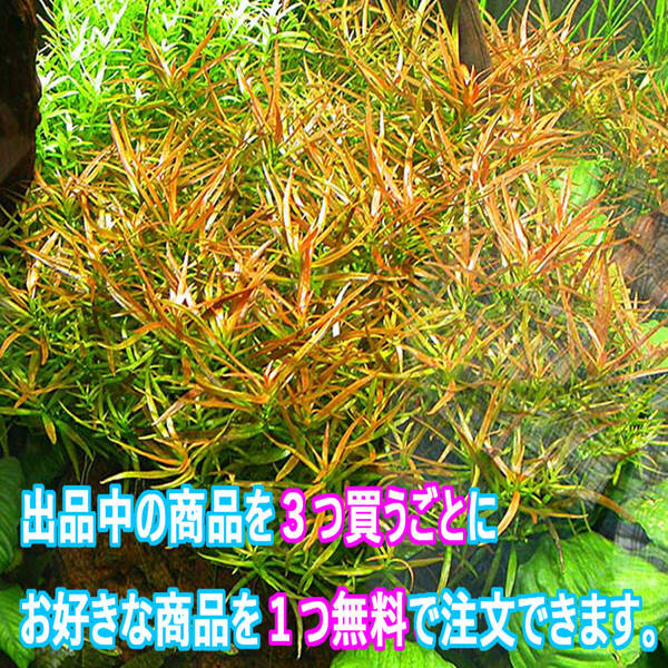 20本!(水草)ルドウィジア ブレビペス 水上葉 ☆星型の葉を出すトゲトゲ水草