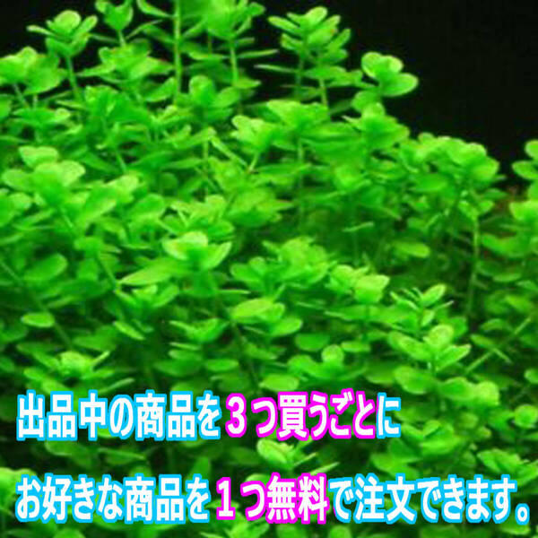 20本 (水草)バコパモニエリ 水上葉