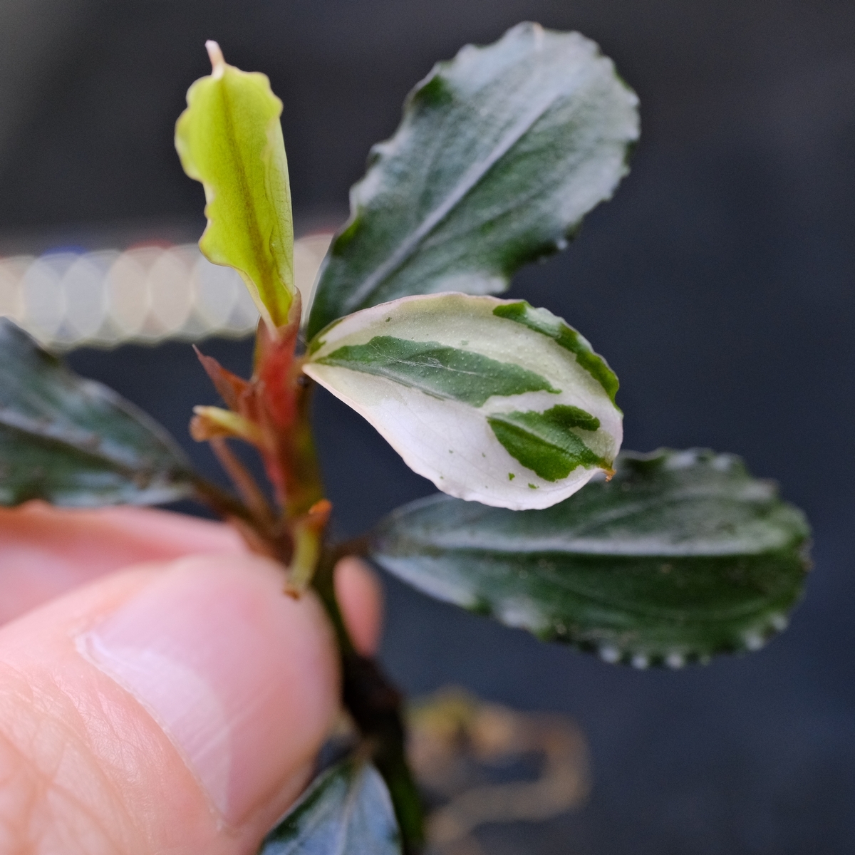 Yahoo!オークション -「variegata」(その他) (水草)の落札相場 Yahoo!オークション -「variegata」(その他) (水草)の落札相場