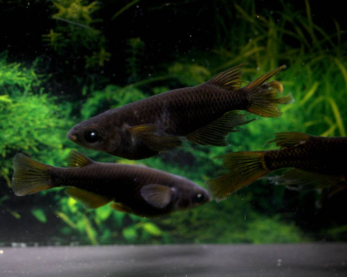 楽天市場】黒天幻龍（こくてんげんりゅう）メダカの稚魚・10匹