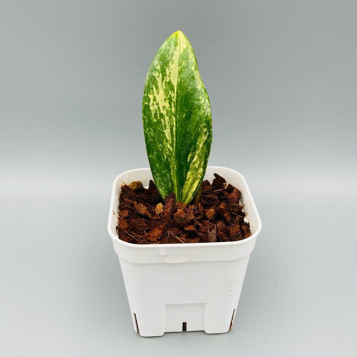 Yahoo!オークション -「ザミオクルカス 観葉植物」の落札相場 Yahoo!オークション -「ザミオクルカス 観葉植物」の落札相場