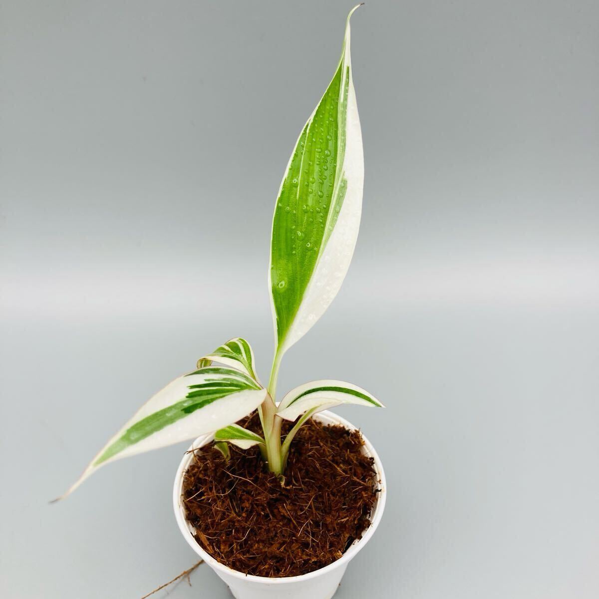 Yahoo!オークション -「斑入りバナナ」(その他) (観葉植物)の