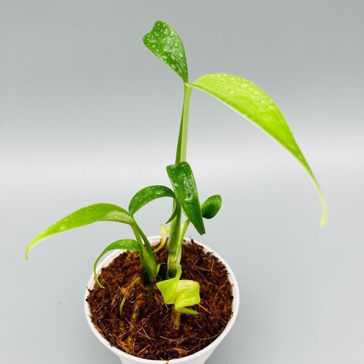 Yahoo!オークション -「マルクス」(観葉植物) の落札相場・落札価格 Yahoo!オークション -「マルクス」(観葉植物) の落札相場・落札価格