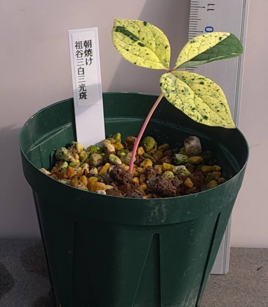 Yahoo!オークション -「斑入りヤマシャクヤク」(鉢植え) の落札 Yahoo!オークション -「斑入りヤマシャクヤク」(鉢植え) の落札