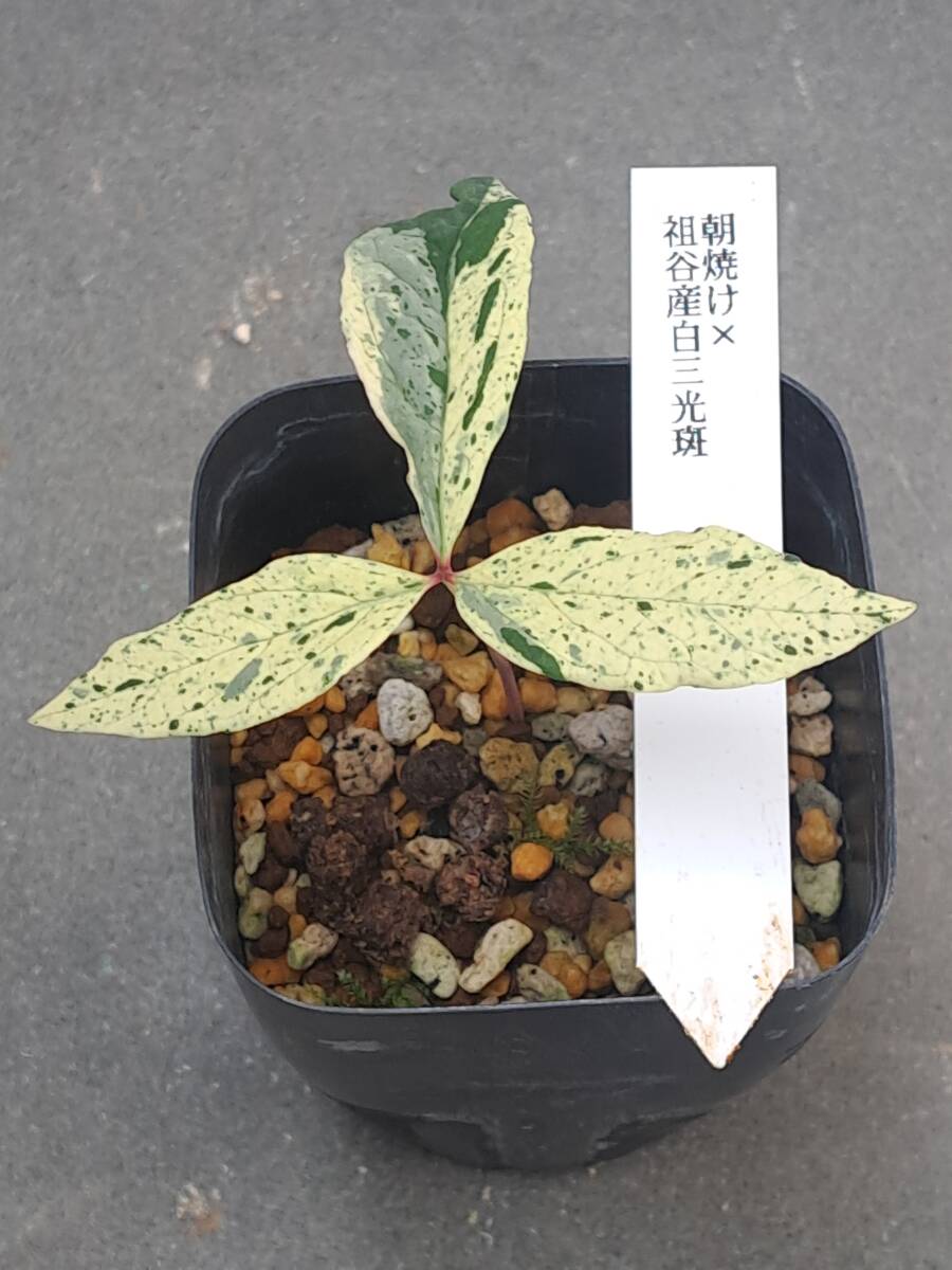 Yahoo!オークション -「ヤマシャクヤク」(鉢植え) の落札相場 Yahoo!オークション -「ヤマシャクヤク」(鉢植え) の落札相場