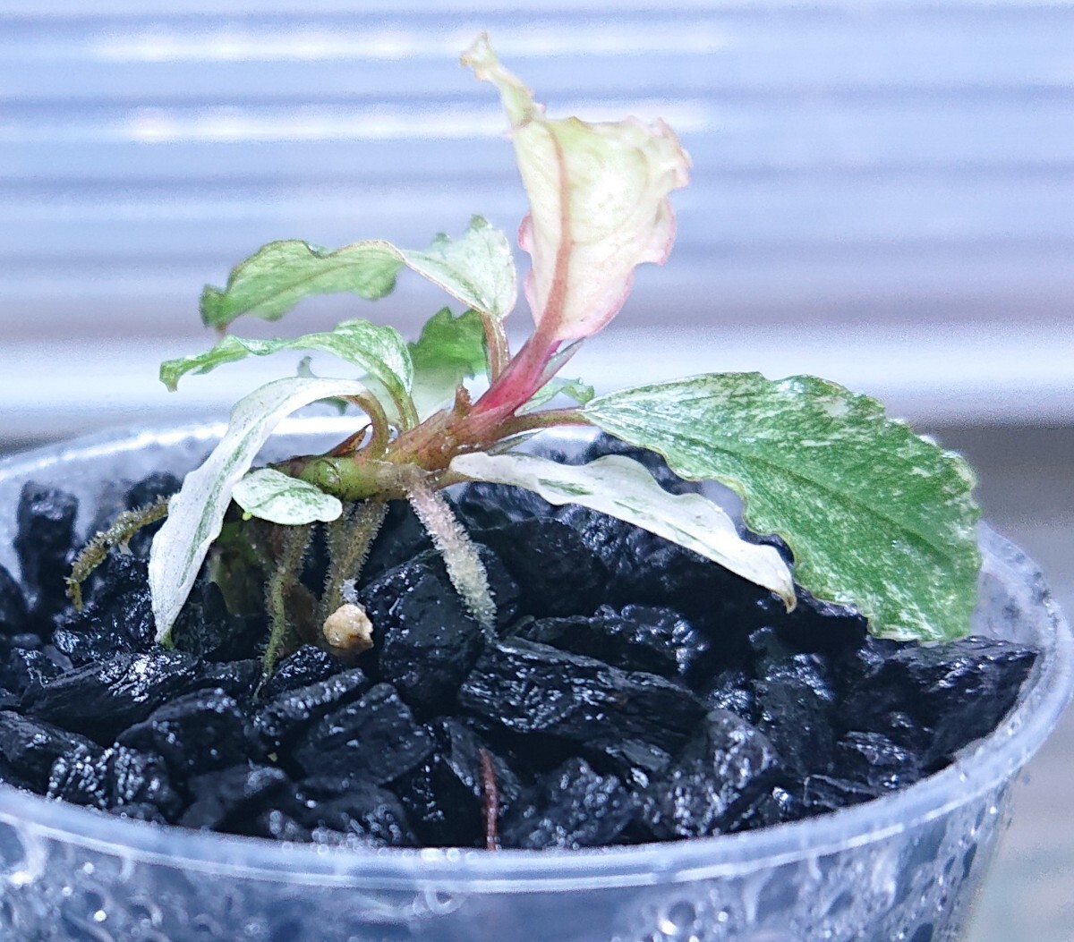 Yahoo!オークション -「variegata」(その他) (水草)の落札相場 Yahoo!オークション -「variegata」(その他) (水草)の落札相場