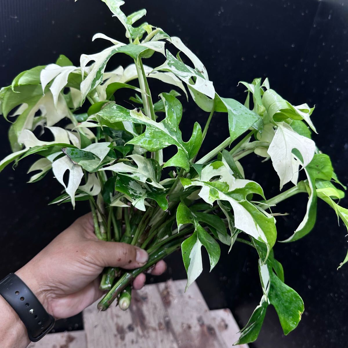 Yahoo!オークション -「#7」(モンステラ) (観葉植物)の落札相場 Yahoo!オークション -「#7」(モンステラ) (観葉植物)の落札相場
