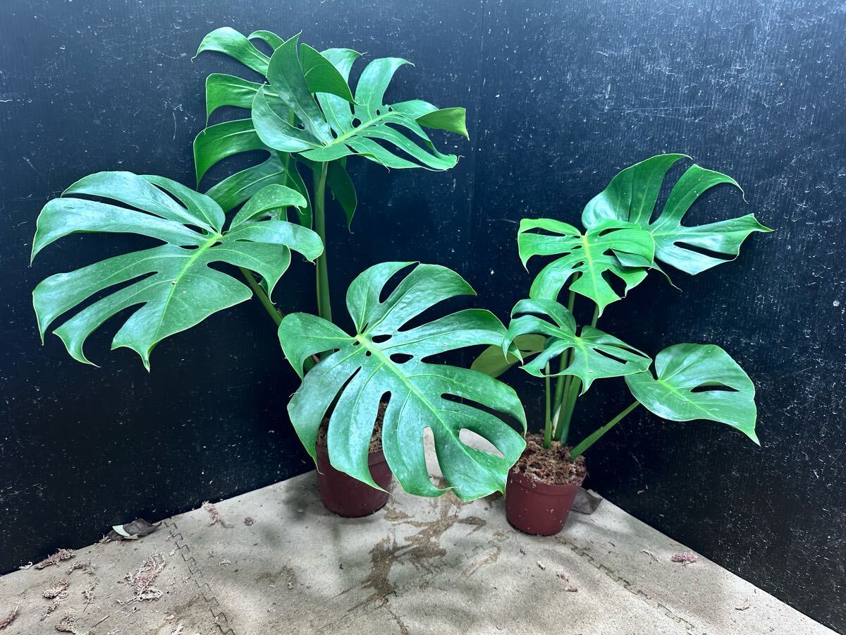 2025年最新】Yahoo!オークション -モンステラ(観葉植物)の中古品 2025年最新】Yahoo!オークション -モンステラ(観葉植物)の中古品