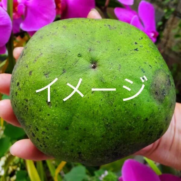 ☆★激ウマ★☆ 種なし ブラックサポテ苗木 接木苗 1本 送料込み 激レア!!! ラスト
