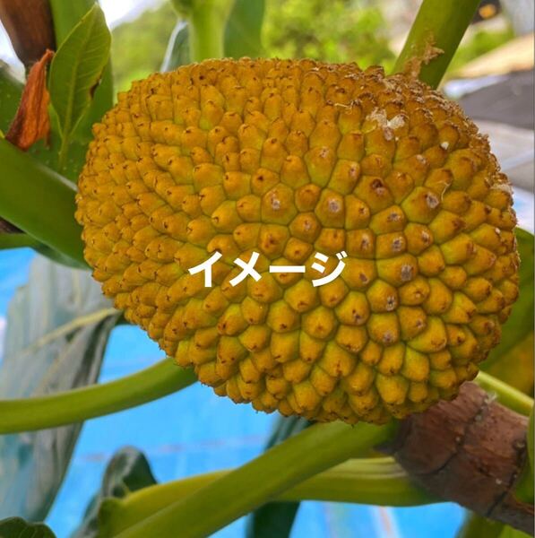 ☆★激ウマ★☆ パンノキ 実生苗 1本 送料込み
